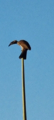 Philemon buceroides yorki