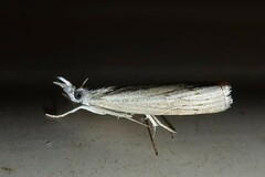 Culladia cuneiferellus