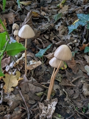 Psathyrellaceae