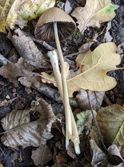 Psathyrellaceae
