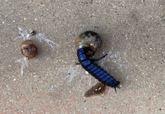 Carabus