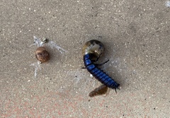 Carabus