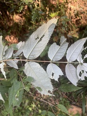 Buddleja auriculata