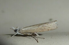 Culladia cuneiferellus