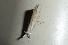 Culladia cuneiferellus