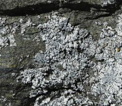 Physcia caesia