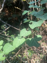 Cissampelos torulosa