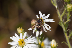 Epeolus bifasciatus