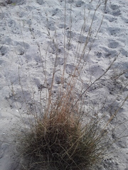 Festuca