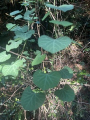 Cissampelos torulosa