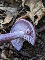 Lepista nuda