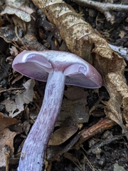 Lepista nuda