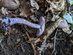 Lepista nuda