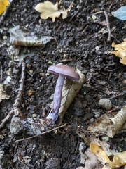 Lepista nuda