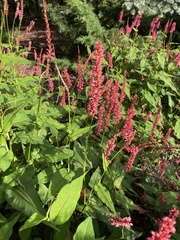 Bistorta amplexicaulis