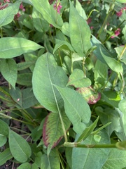 Bistorta amplexicaulis