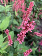 Bistorta amplexicaulis