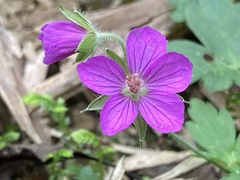 Geranium nepalense