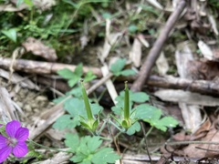 Geranium nepalense