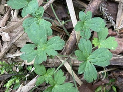Geranium nepalense