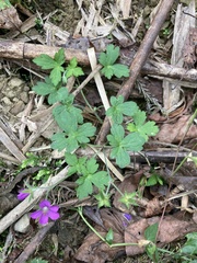 Geranium nepalense