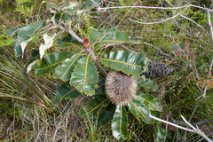 Banksia robur