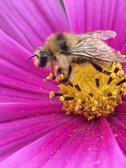 Bombus centralis