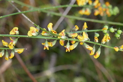Sphaerolobium vimineum