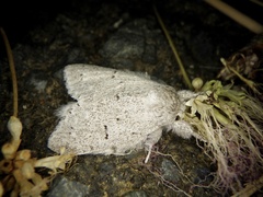 Cnethodonta grisescens