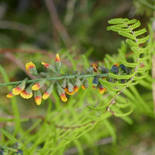 Image of Sphaerolobium vimineum by (c) Gary Williams, some rights reserved (CC BY-SA)