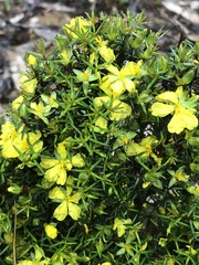 Hibbertia exutiacies