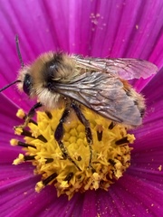 Bombus centralis