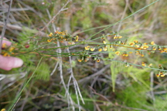 Sphaerolobium vimineum