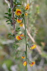 Sphaerolobium vimineum