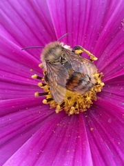 Bombus centralis