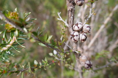 Leptospermum squarrosum