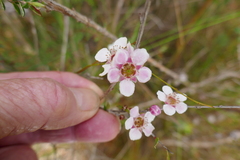 Leptospermum squarrosum