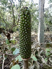 Amorphophallus