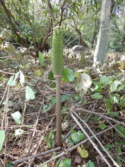 Amorphophallus