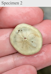 Jacksonaster depressum