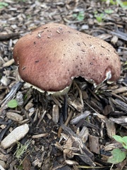 Stropharia rugosoannulata