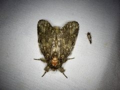 Peridea gigantea