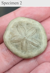 Jacksonaster depressum