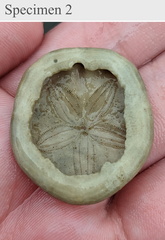 Jacksonaster depressum