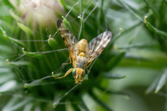 Terellia tussilaginis