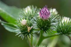 Terellia tussilaginis