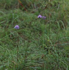 Scabiosa triandra