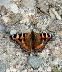 Aglais caschmirensis