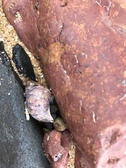 Phasianella australis