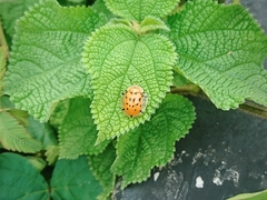 Aspidimorpha miliaris